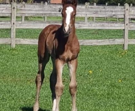 First foal has been born.